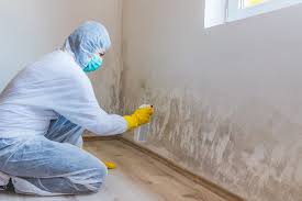 Environmental Consulting for Mold Prevention in Harker Heights, TX